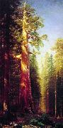 The Great Trees, Mariposa Grove, California Bierstadt